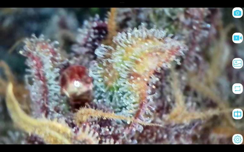 FastBuds Mixed Run. Week 16 - Lemon Cherry Cookies 