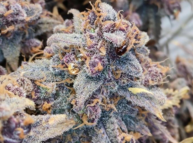 FastBuds Mixed Run. Week 16 - Lemon Cherry Cookies 