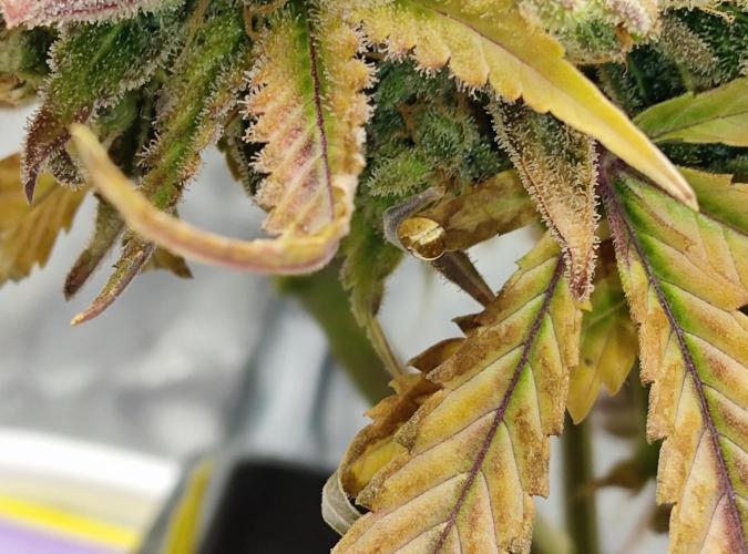 FastBuds Mixed Run. Week 16 - Gelato 