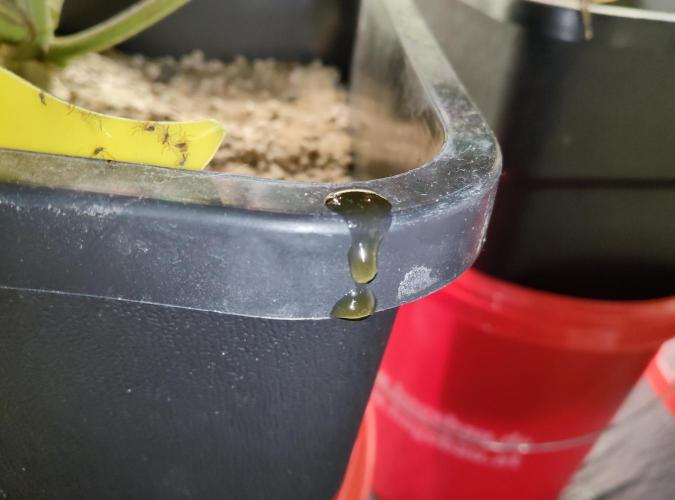 FastBuds Mixed Run. Week 16 - Gelato