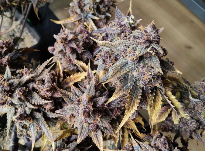 FastBuds Mixed Run. Week 16