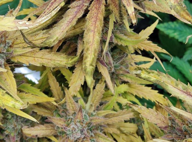 FastBuds Mixed Run. Week 16