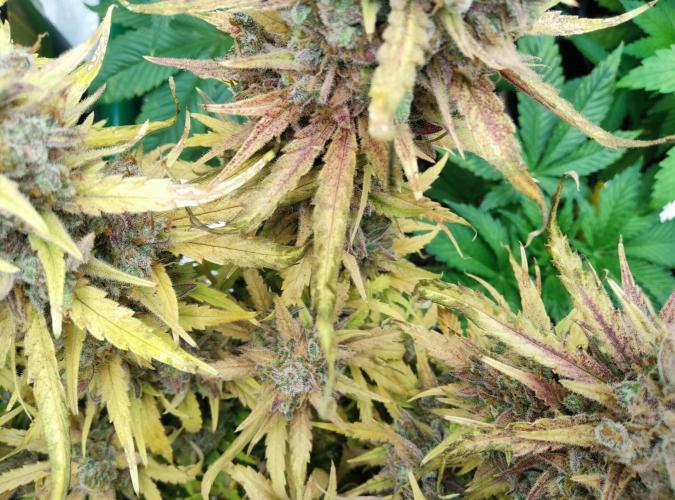 FastBuds Mixed Run. Week 16