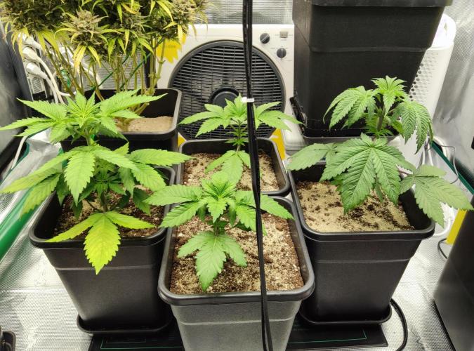 Anesia & Royal Queen Seeds Mix. Week 4