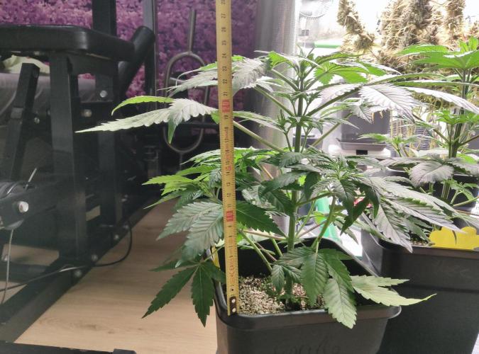 Anesia & Royal Queen Seeds Mix. Week 4
