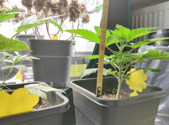 Anesia & Royal Queen Seeds Mix. Week 4