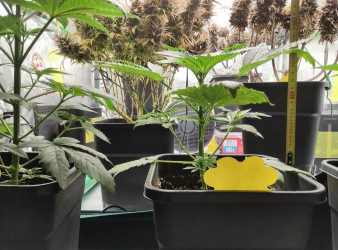 Anesia & Royal Queen Seeds Mix. Week 4