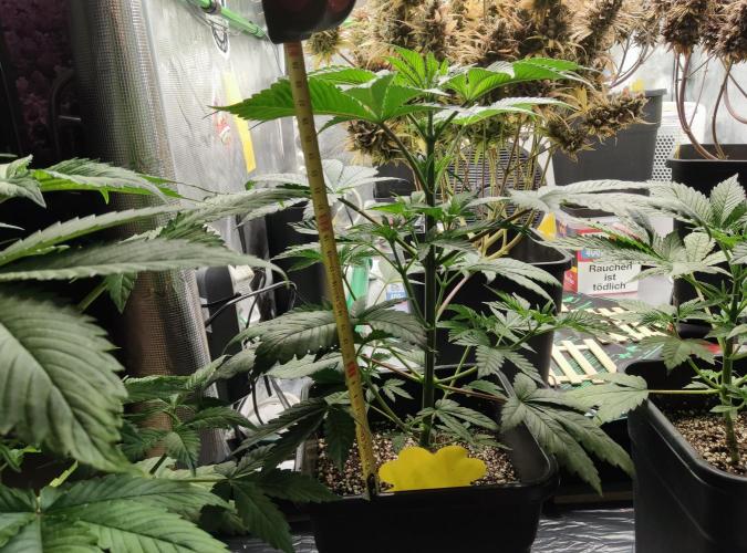 Anesia & Royal Queen Seeds Mix. Week 4