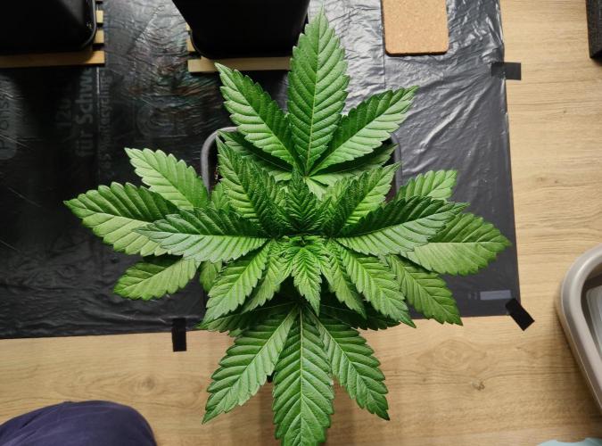 Anesia & Royal Queen Seeds Mix. Week 4