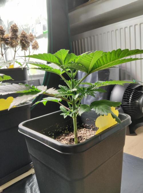 Anesia & Royal Queen Seeds Mix. Week 4