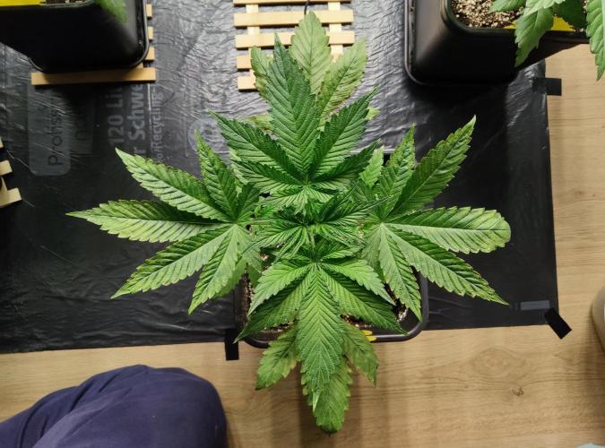 Anesia & Royal Queen Seeds Mix. Week 4