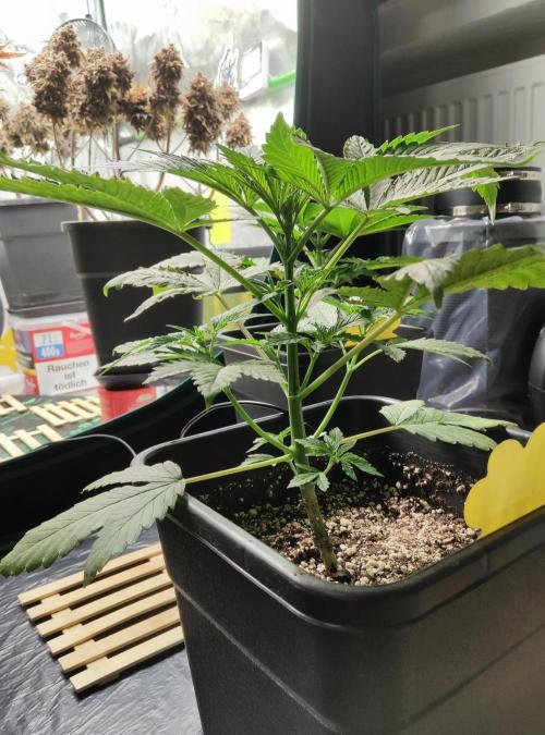 Anesia & Royal Queen Seeds Mix. Week 4