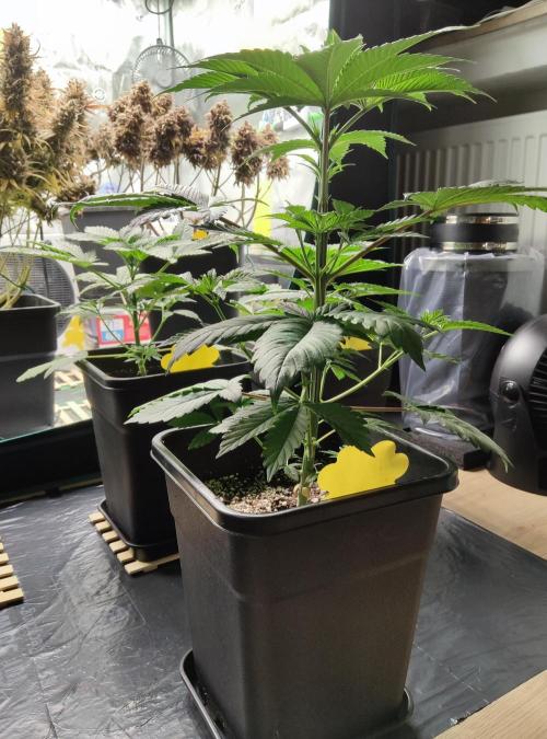 Anesia & Royal Queen Seeds Mix. Week 4