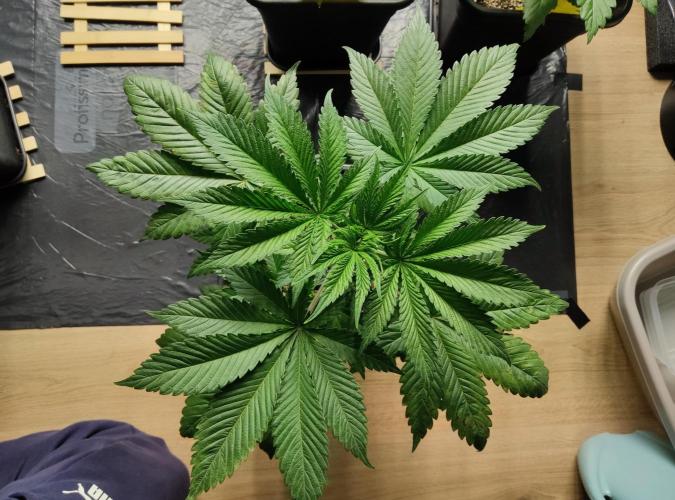 Anesia & Royal Queen Seeds Mix. Week 4