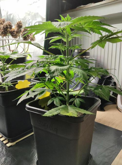 Anesia & Royal Queen Seeds Mix. Week 4