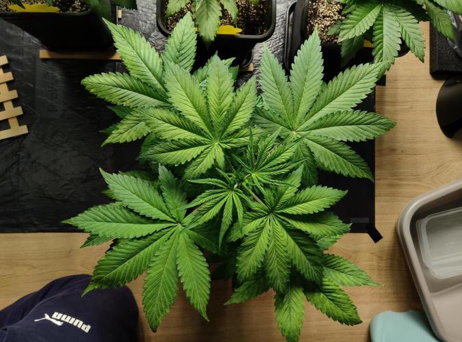 Anesia & Royal Queen Seeds Mix. Week 4