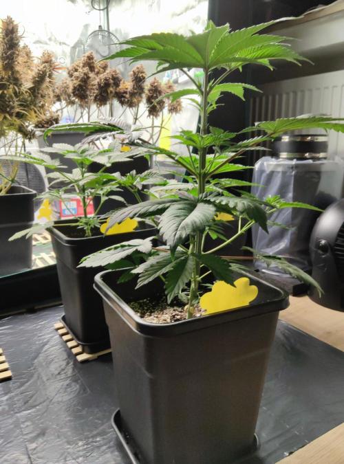 Anesia & Royal Queen Seeds Mix. Week 4