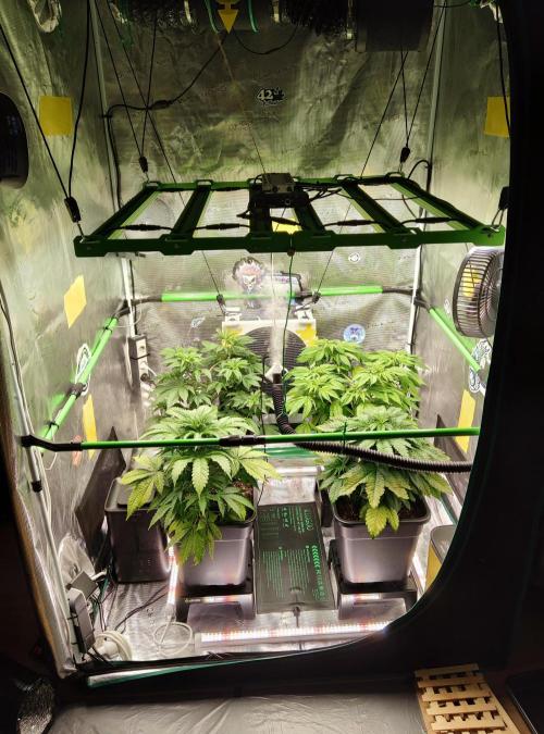 Anesia & Royal Queen Seeds Mix. Week 5