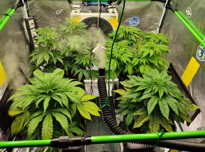 Anesia & Royal Queen Seeds Mix. Week 5