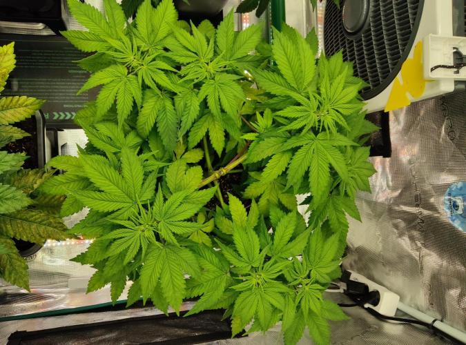 Anesia & Royal Queen Seeds Mix. Week 5