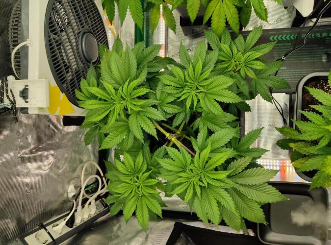 Anesia & Royal Queen Seeds Mix. Week 5