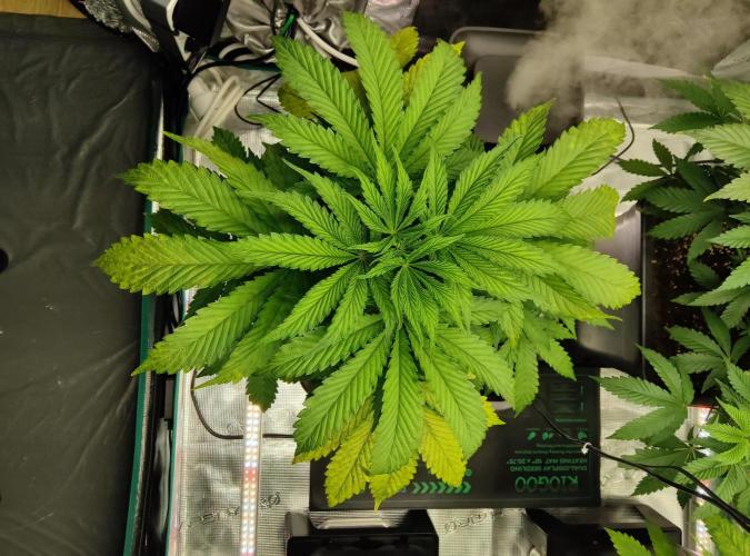 Anesia & Royal Queen Seeds Mix. Week 5