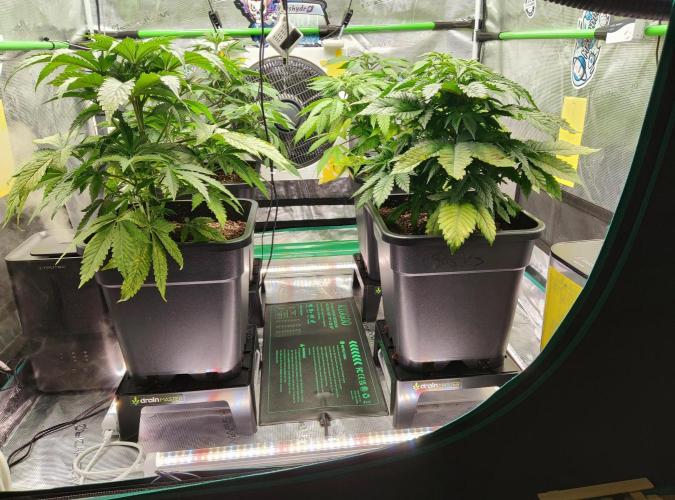 Anesia & Royal Queen Seeds Mix. Week 5