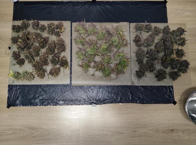 FastBuds Mixed Run. Week 17