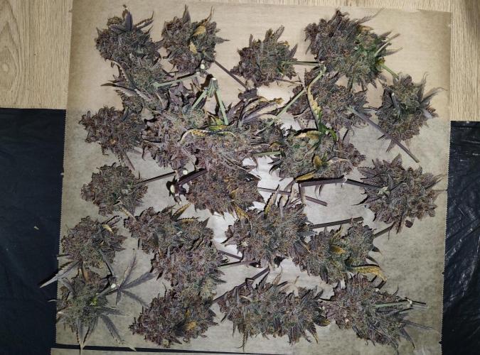 FastBuds Mixed Run. Week 17