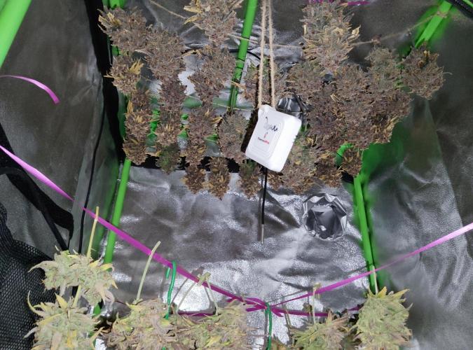 FastBuds Mixed Run. Week 17