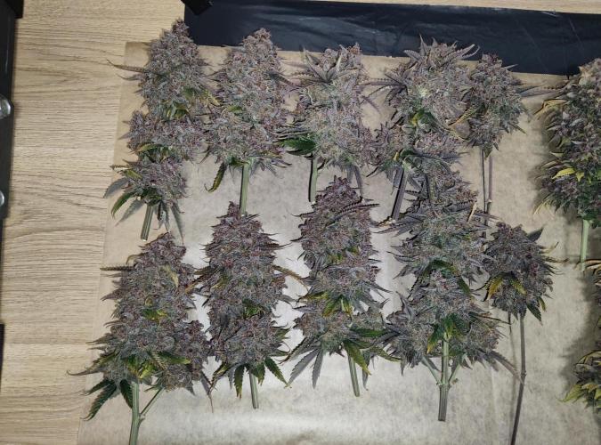 FastBuds Mixed Run. Week 17