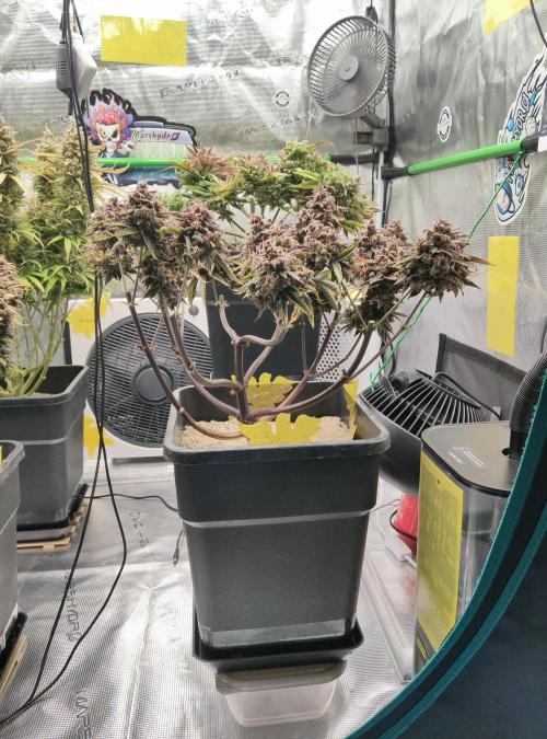 FastBuds Mixed Run. Week 17