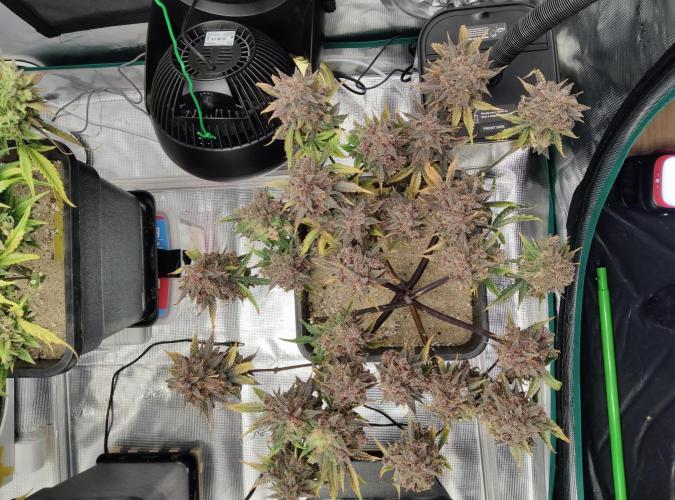 FastBuds Mixed Run. Week 17