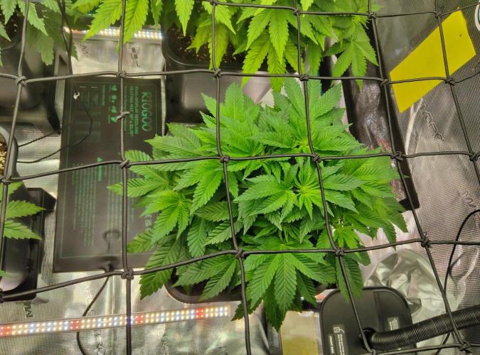 Anesia & Royal Queen Seeds Mix. Week 6 - Strawberry Pop Rocks 