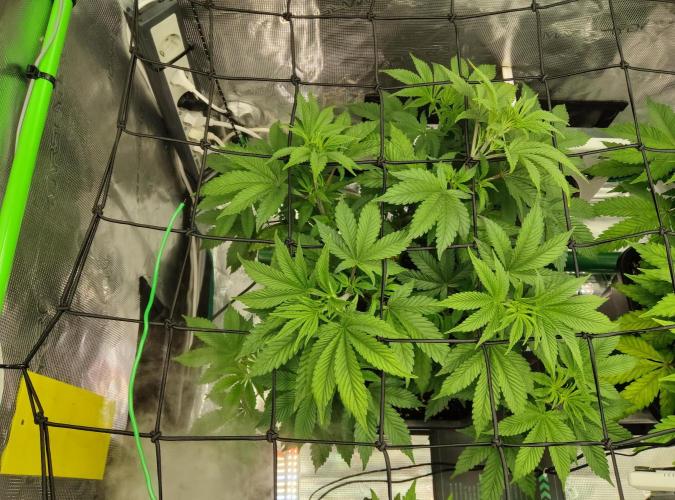 Anesia & Royal Queen Seeds Mix. Week 6 - Amnesia Haze 