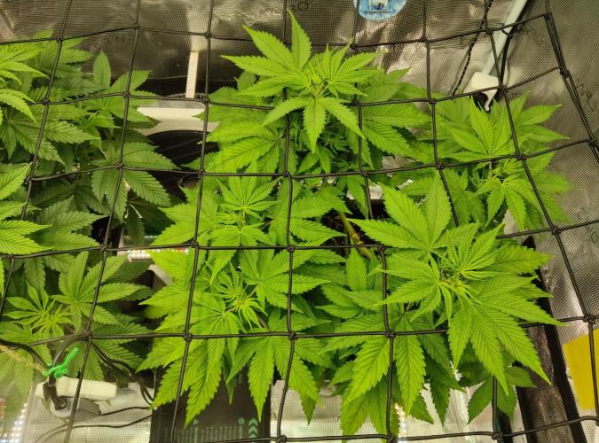 Anesia & Royal Queen Seeds Mix. Week 6 - Frozen Black Cherry 