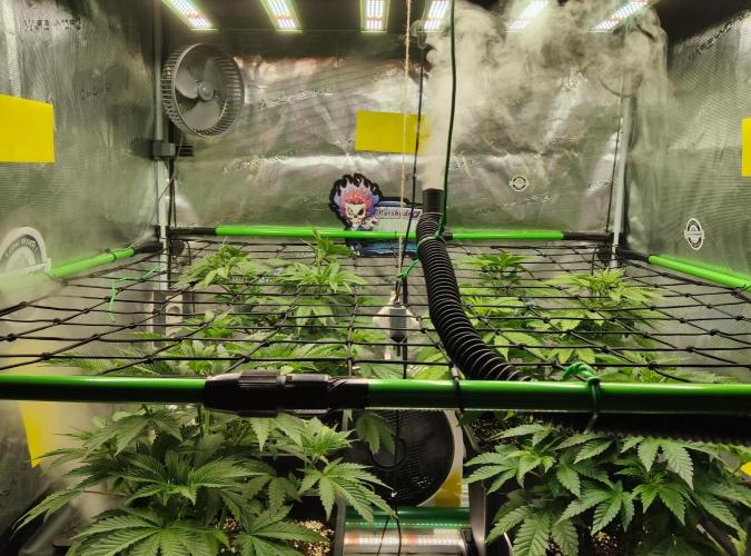 Anesia & Royal Queen Seeds Mix. Week 6