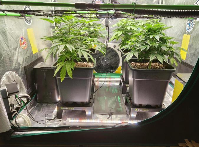 Anesia & Royal Queen Seeds Mix. Week 6