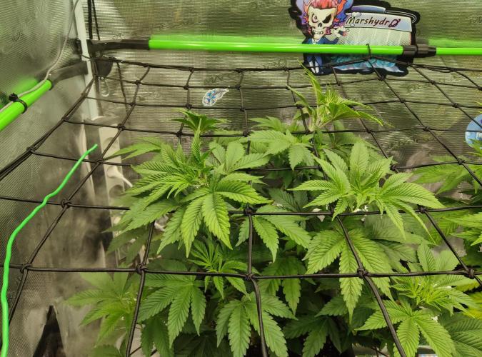 Anesia & Royal Queen Seeds Mix. Week 6 - Amnesia Haze 