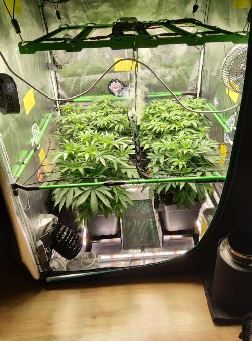 Anesia & Royal Queen Seeds Mix. Week 7