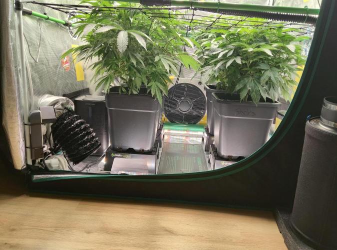 Anesia & Royal Queen Seeds Mix. Week 7