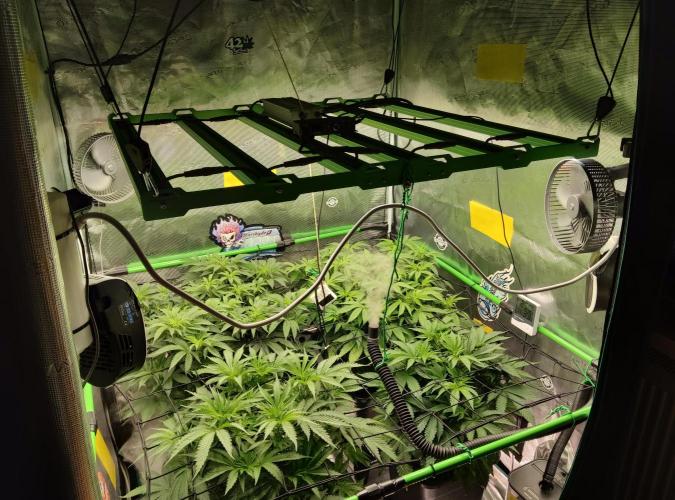 Anesia & Royal Queen Seeds Mix. Week 7