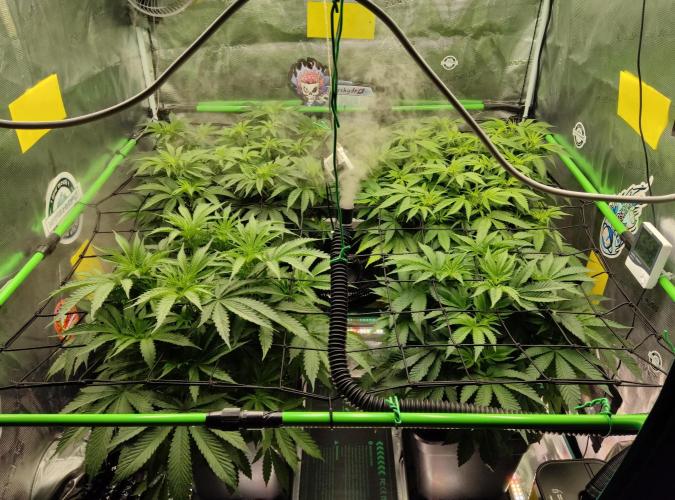 Anesia & Royal Queen Seeds Mix. Week 7