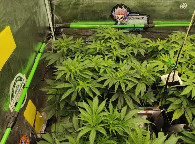 Anesia & Royal Queen Seeds Mix. Week 7 - Amnesia Haze 