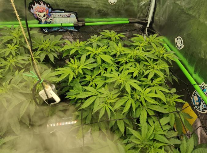 Anesia & Royal Queen Seeds Mix. Week 7 - Frozen Black Cherry 