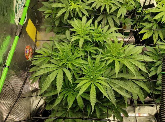 Anesia & Royal Queen Seeds Mix. Week 7 - Gorilla 