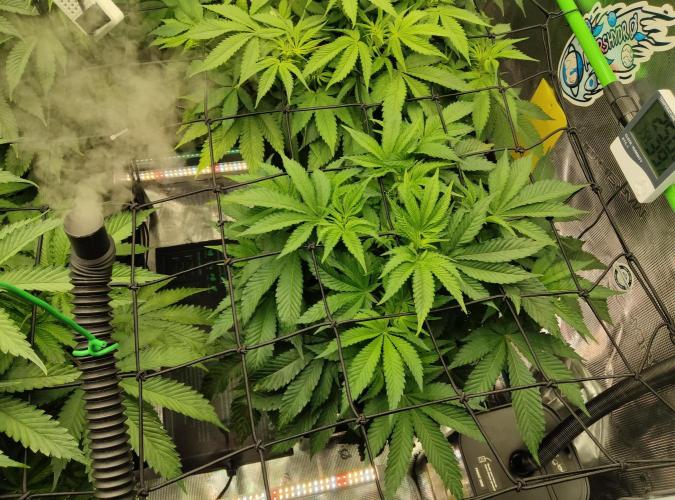 Anesia & Royal Queen Seeds Mix. Week 7 - Strawberry Pop Rocks 