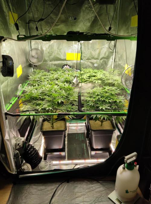 Anesia & Royal Queen Seeds Mix. Week 8