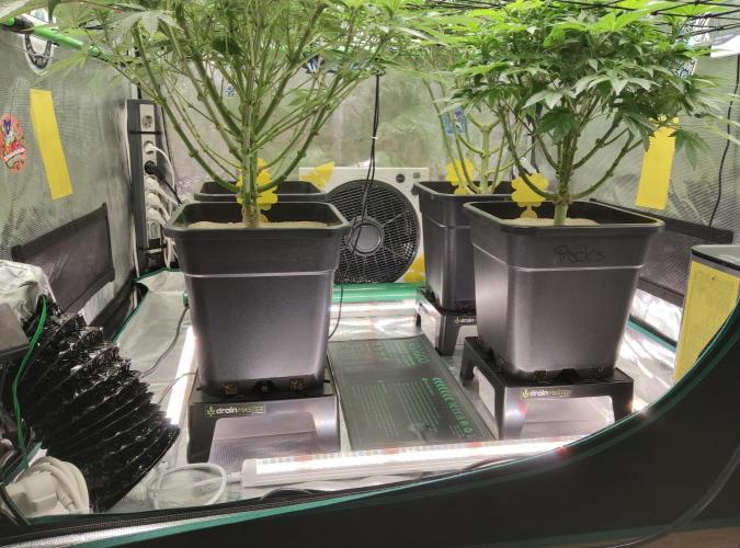 Anesia & Royal Queen Seeds Mix. Week 8