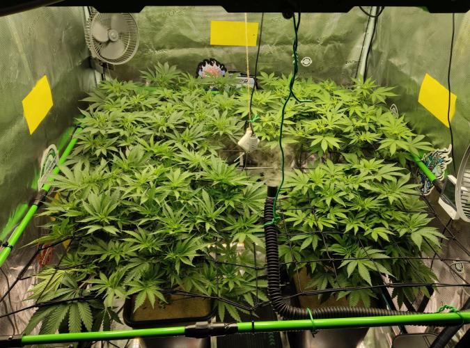 Anesia & Royal Queen Seeds Mix. Week 8
